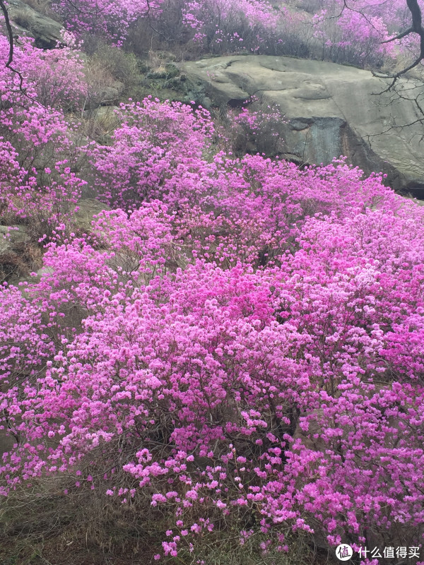 漫山遍野的杜鹃花,看起来还是很震撼的,非常漂亮.