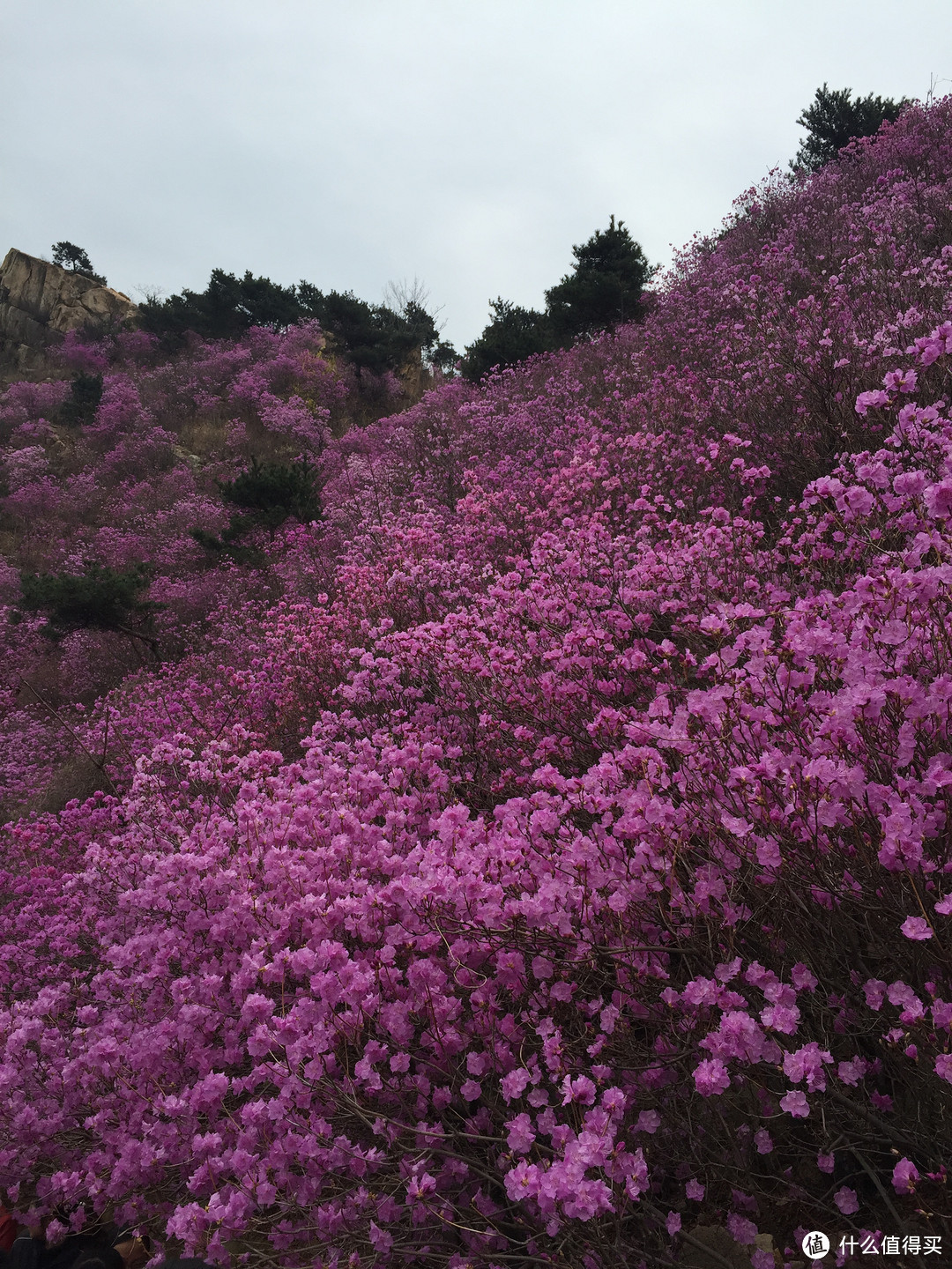 “看到那（去年的）满山的红杜鹃”——晒清明节青岛大珠山初游