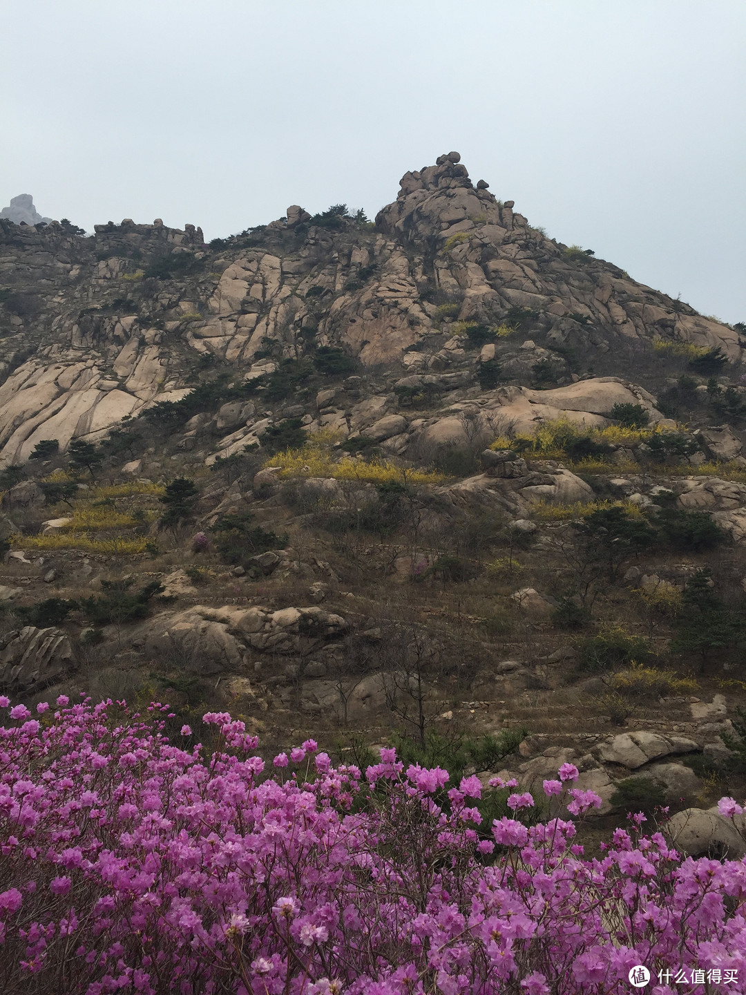 “看到那（去年的）满山的红杜鹃”——晒清明节青岛大珠山初游