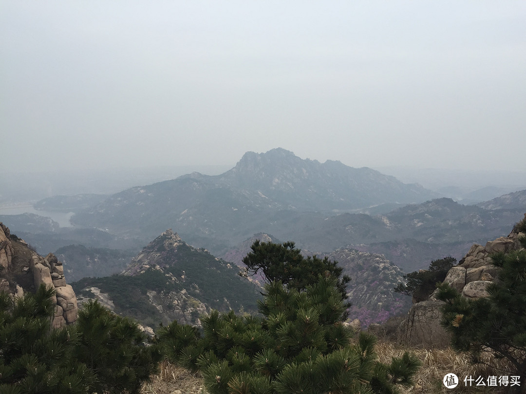 “看到那（去年的）满山的红杜鹃”——晒清明节青岛大珠山初游