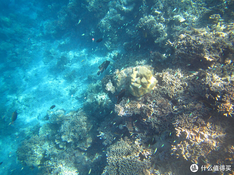 马尔代夫神仙珊瑚岛攻略及游记 & 初级入门选岛