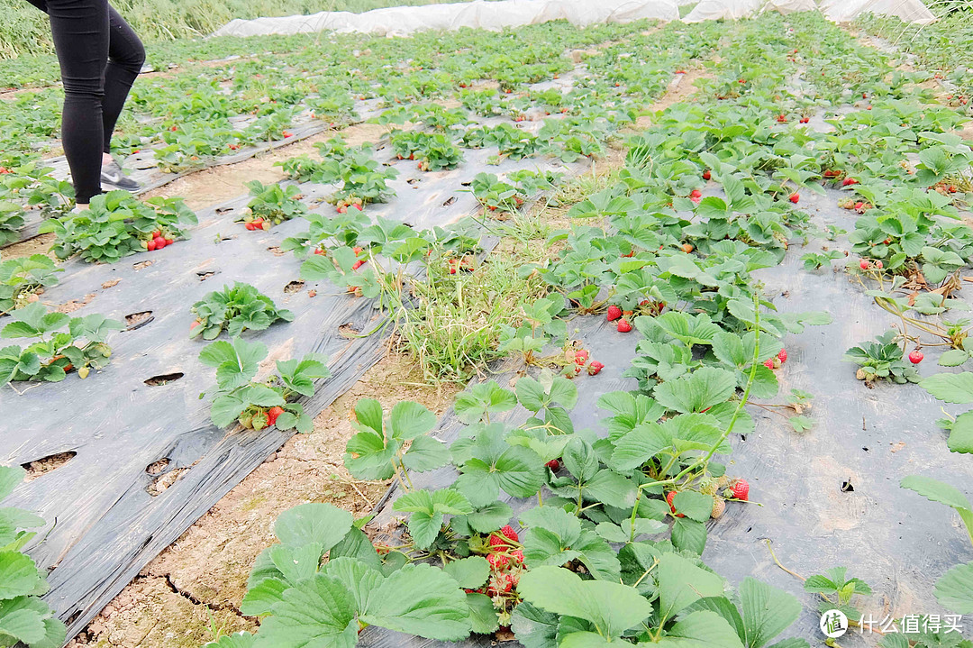 成都一日游：合江摘草莓&黄龙溪