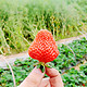 成都一日游：合江摘草莓&黄龙溪