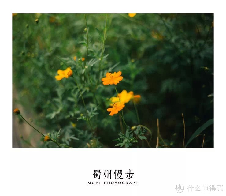 Canon 佳能 6D 陪我走过的半年时光