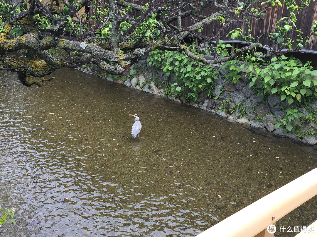 逛吃逛吃的关西行 — 住行在京都