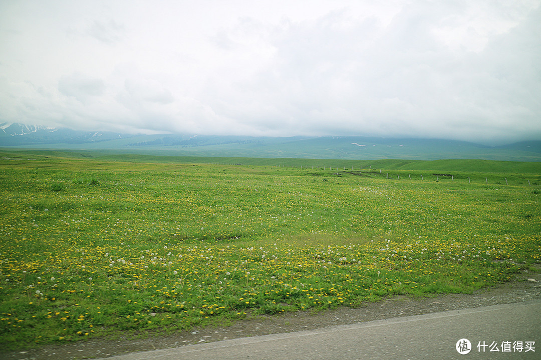 畅游蒲公英飞舞的新疆大草原