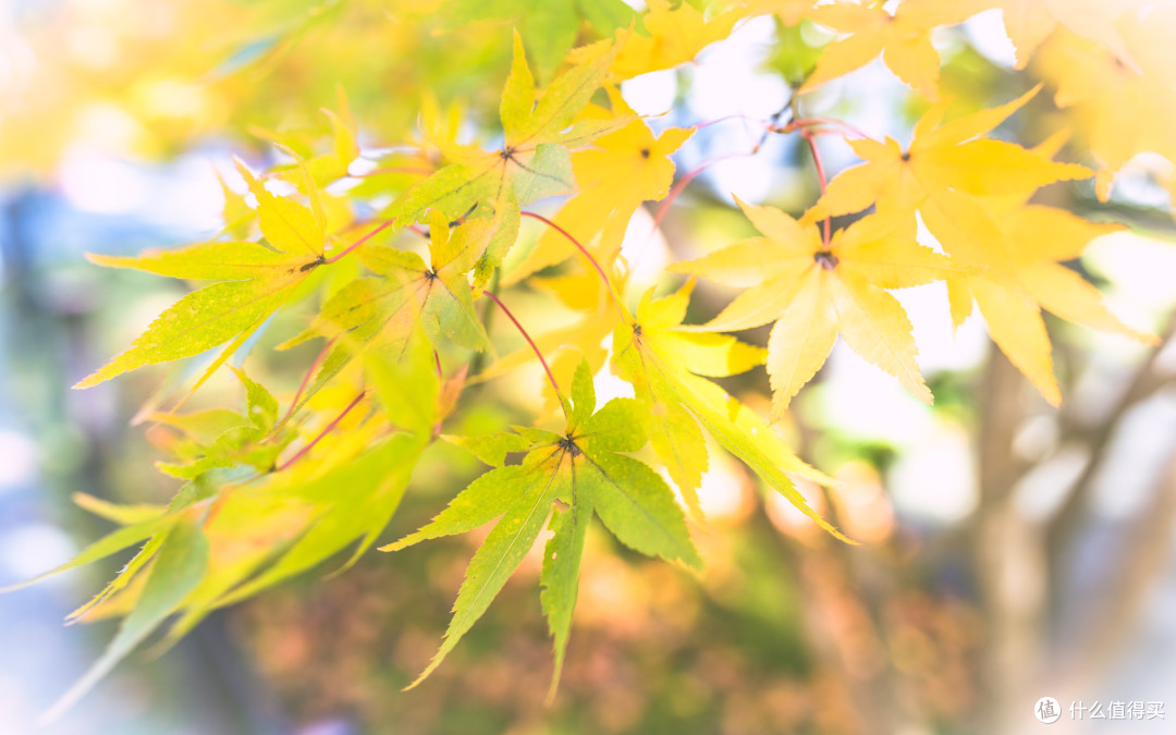 霓虹追忆 — 江之岛、箱根、京都红叶狩