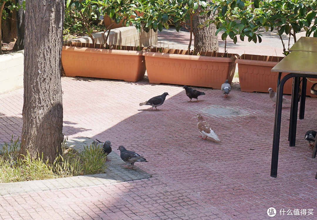希腊的城区和岛上能看到很多鸽子，而且都不怕人
