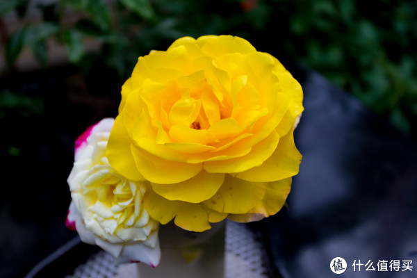 Canon 佳能 EOS 6D，兼评红圈狗头17-40L