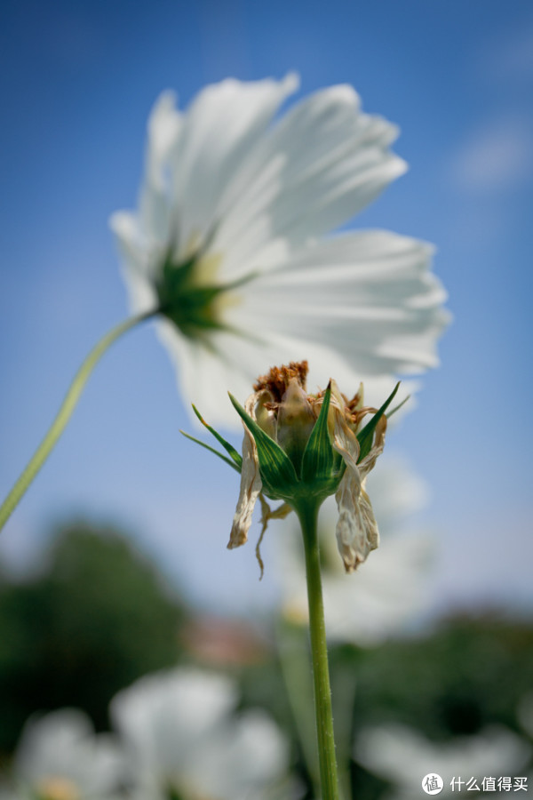 Canon 佳能 EOS 6D，兼评红圈狗头17-40L