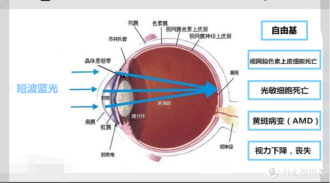 HINDAR 赫德 近视防蓝光眼镜