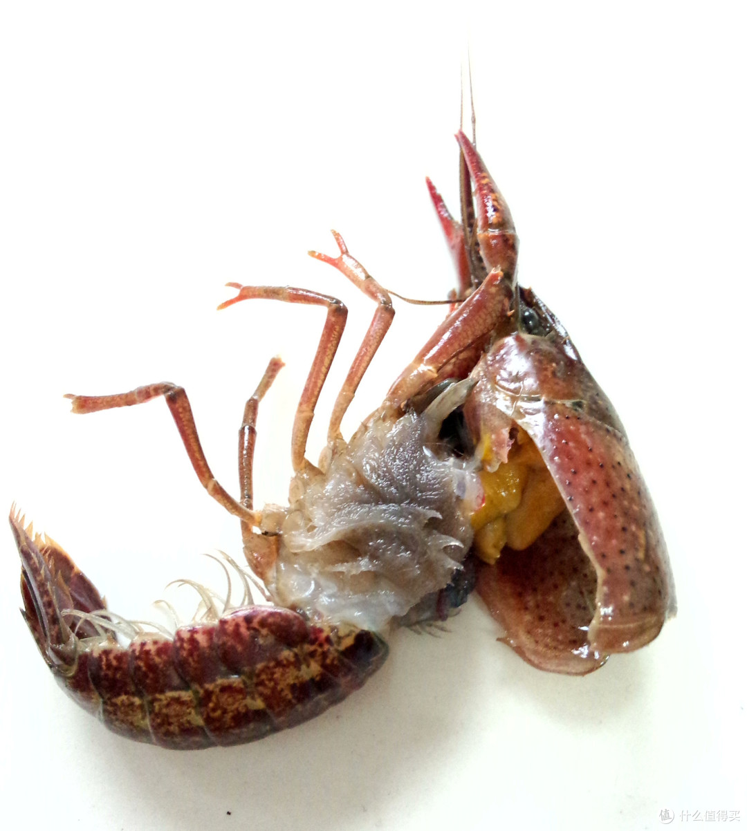 醉美小龙虾 十三香小龙虾出锅记 虾类 什么值得买