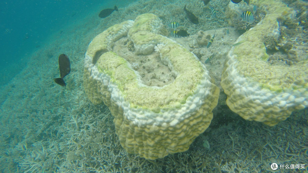 最美海岛 Palau 帕劳 梦幻之旅