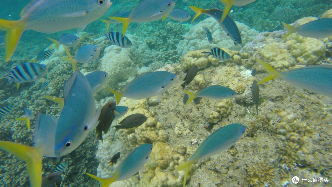 最美海岛 Palau 帕劳 梦幻之旅
