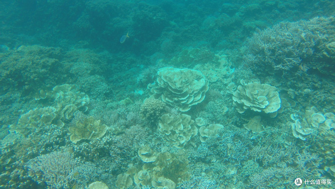 最美海岛 Palau 帕劳 梦幻之旅