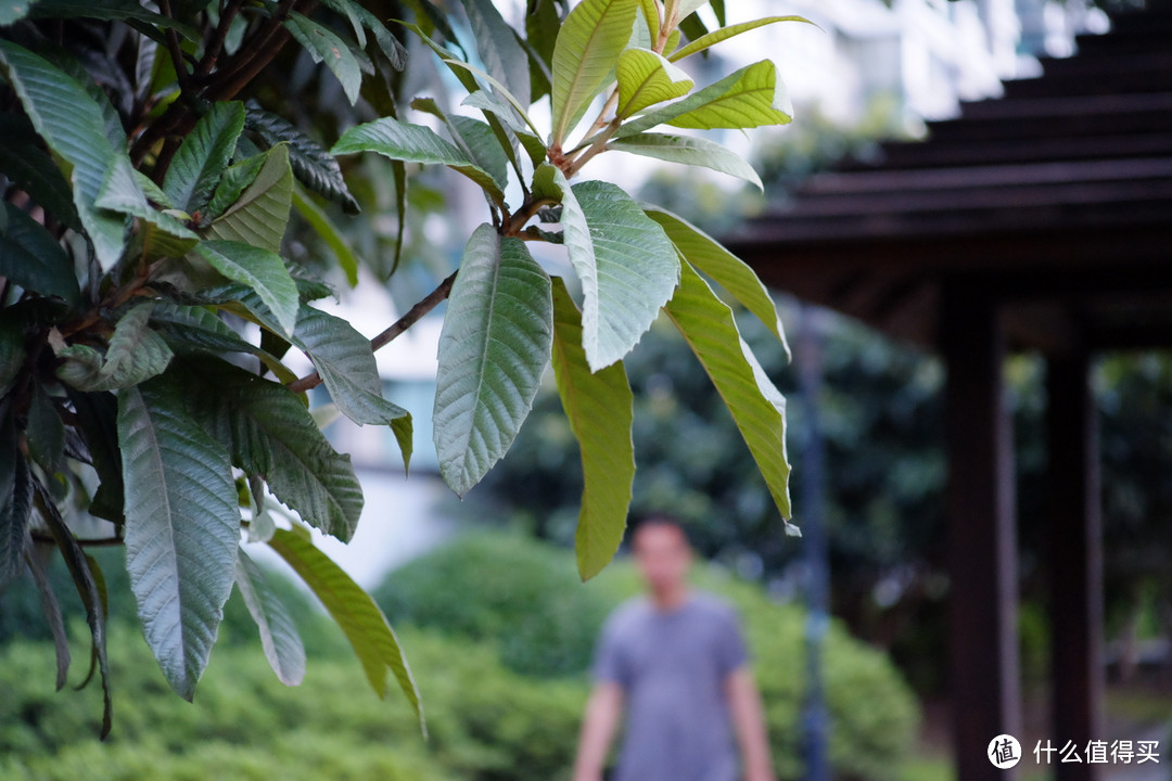 转接 Canon 佳能 EF50mm F1.8 镜头