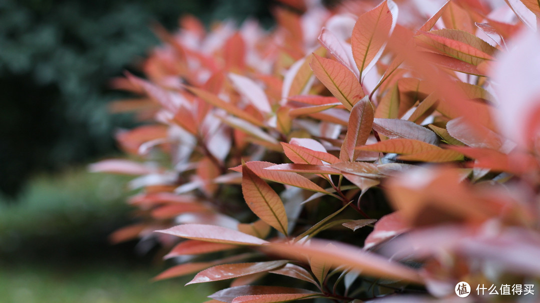 转接 Canon 佳能 EF50mm F1.8 镜头