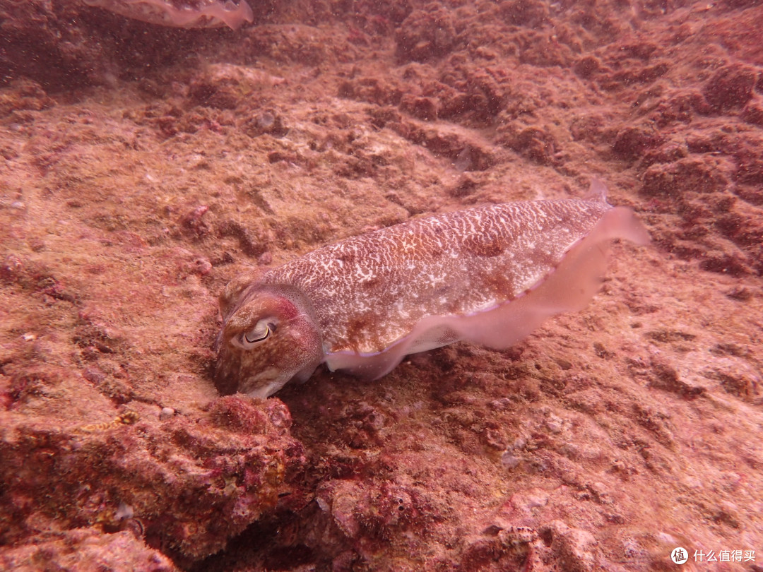 萌萌的乌贼↑↑海鳗↑四,其它.
