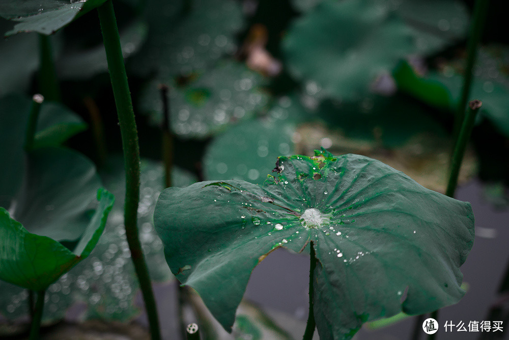 截幅神镜！SIGMA 适马18-35 F1.8 DC HSM 标准变焦镜头