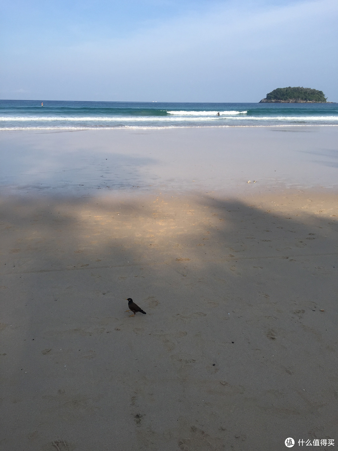 海滩上悠闲的鸟