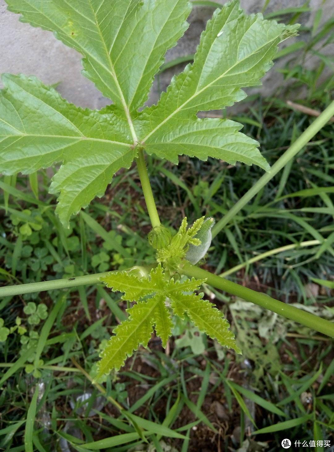 请问您够手快吗,够快您就来台魅蓝2吧