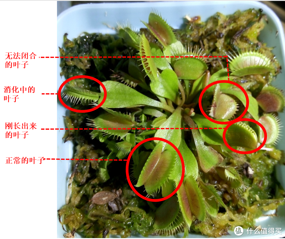 救命啊！快跑啊！食人植物吃人啦 — 浅谈捕蝇草的播种和养殖方法