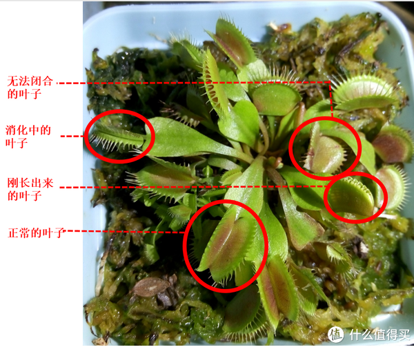 捕蝇草的身体结构图片