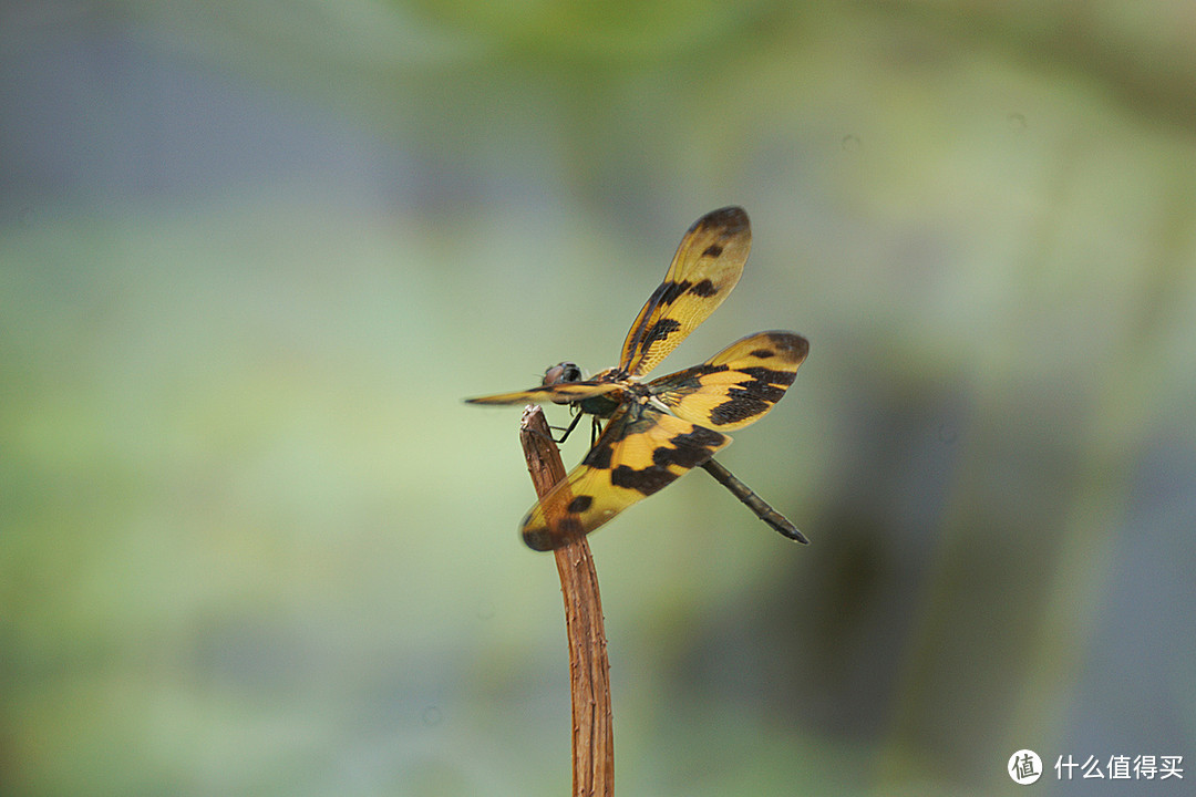 “坑小弟”在偷窥：Kaxinda 咔鑫达 500MM F/6.3 折返镜头