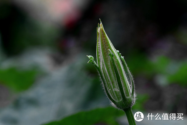 穷人的生日礼物 — Canon 佳能 新百微镜头开箱试用