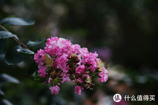 穷人的生日礼物 — Canon 佳能 新百微镜头开箱试用