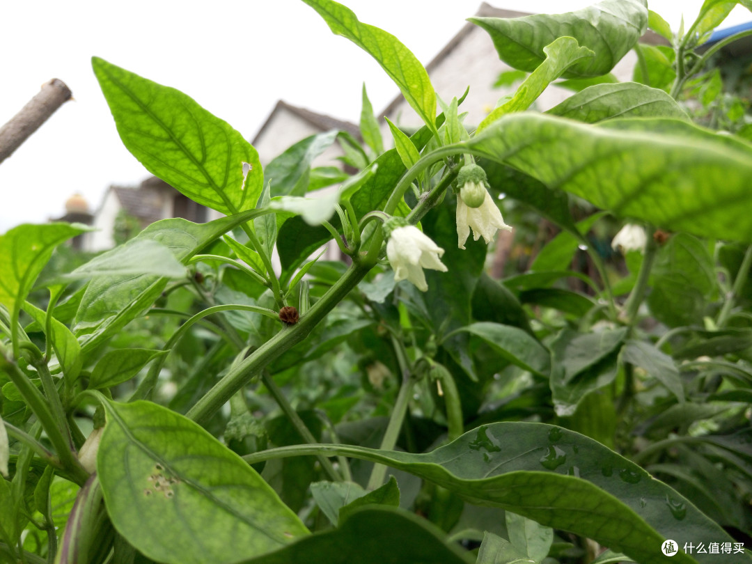 MEIZU魅族mx5:开箱上手简评