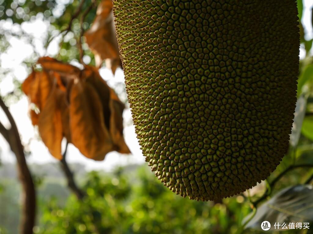 你好Amoy！一个人的厦门之旅