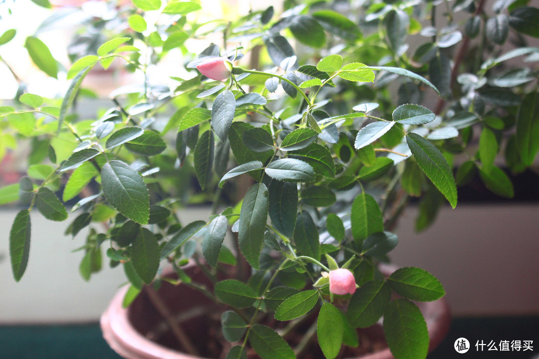 我的辣手摧花记：那些年我养的花花草草