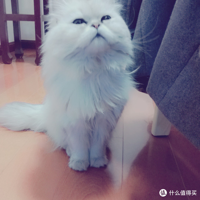 属于你家宠物的私人订制服务——+BOX 嘉品盒子按月订购宠物用品服务