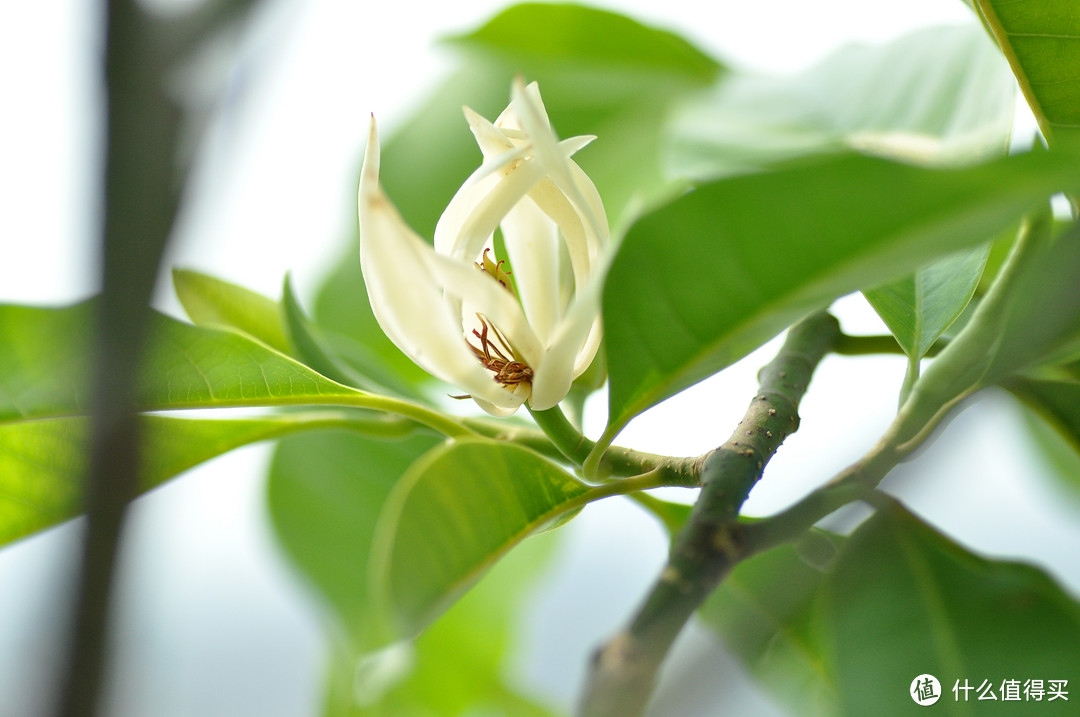 对新人不太友好的头 — TOMRON 腾龙SP AF 90mm F/2.8 Di MACRO 1:1 定焦微距镜头