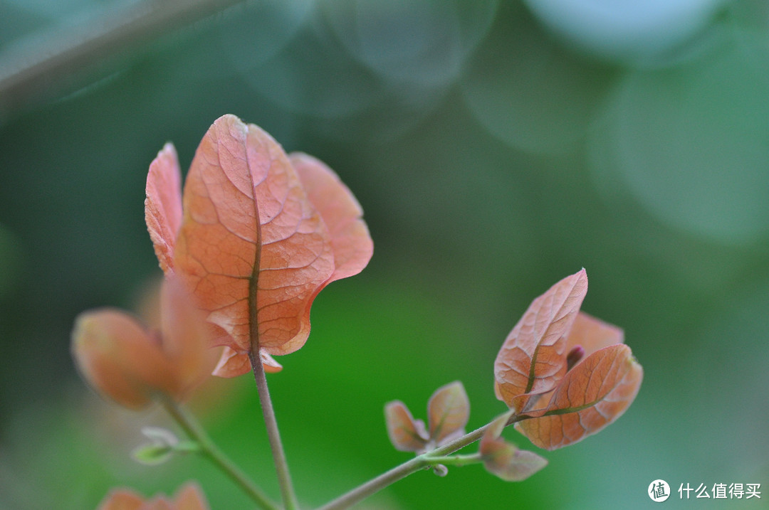 对新人不太友好的头 — TOMRON 腾龙SP AF 90mm F/2.8 Di MACRO 1:1 定焦微距镜头