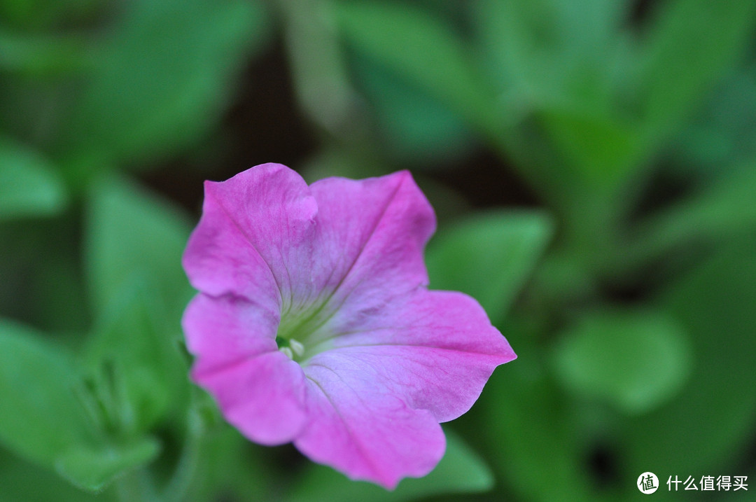 对新人不太友好的头 — TOMRON 腾龙SP AF 90mm F/2.8 Di MACRO 1:1 定焦微距镜头