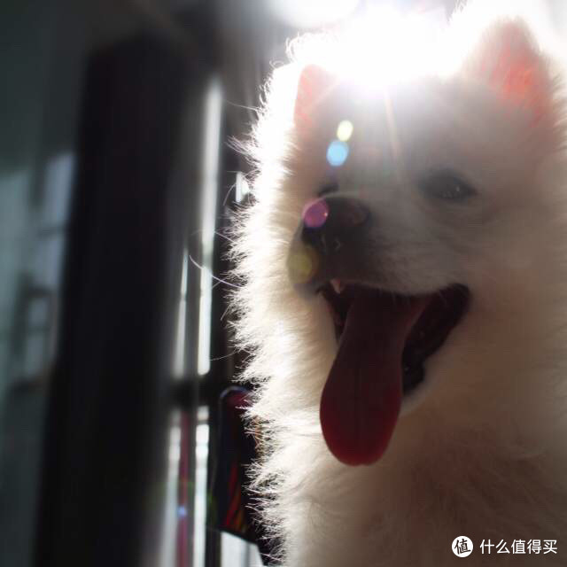 养宠物+懒癌=订购嘉品盒子