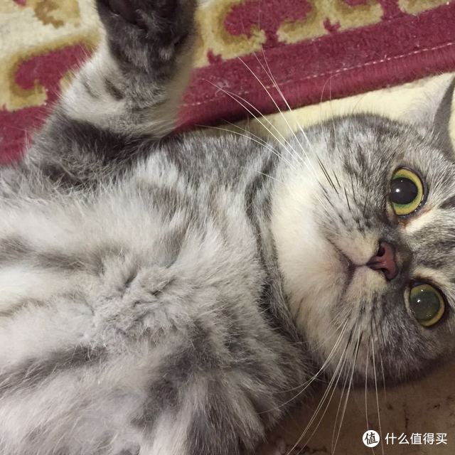 第一次众测报告：家有萌宠~~