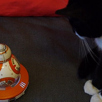 原力逗猫 — Sphero BB-8 星球大战7 遥控智能机器人 开箱