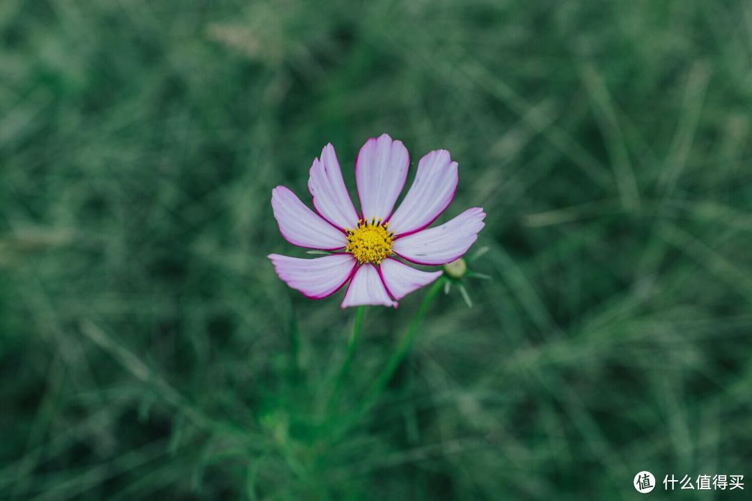 蹭镜头之— Canon 佳能 35mm 1.4广角定焦镜头