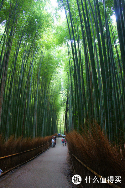 岚山竹林，《卧虎藏龙》曾在这取景