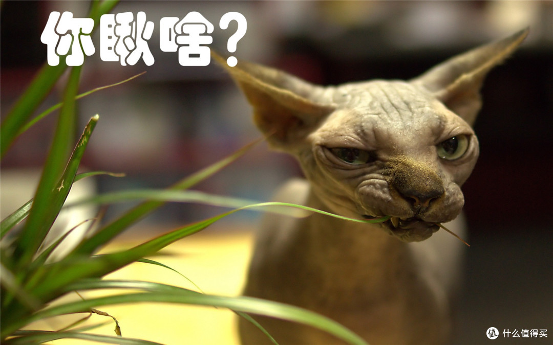 性价比可以,用户体验一般。小狗手持吸尘器测评报告