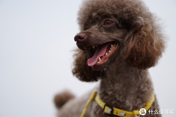 不仅是人像利器:SONY 索尼 E50mm F1.8 OSS