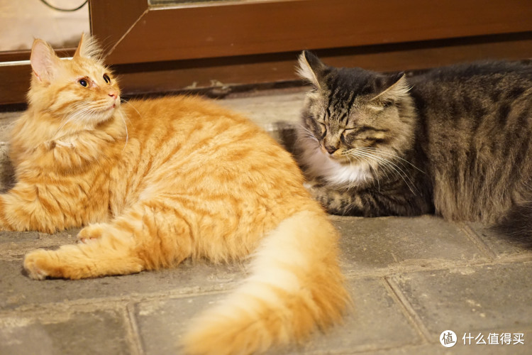 不仅是人像利器:SONY 索尼 E50mm F1.8 OSS