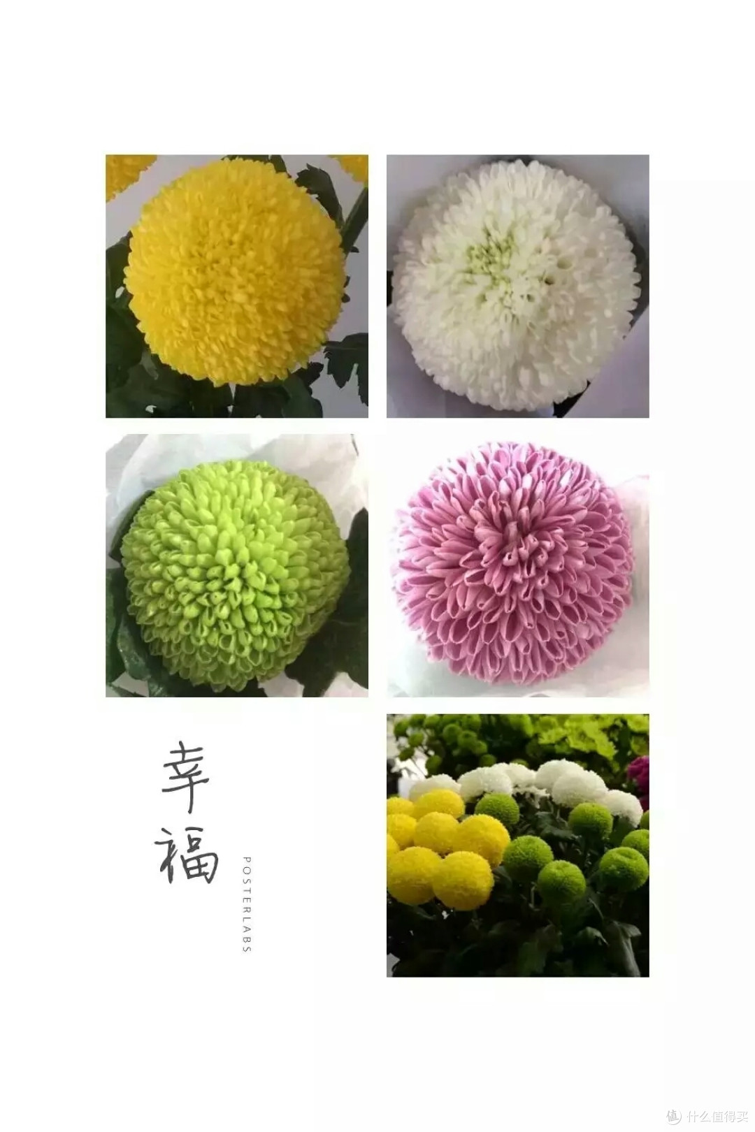 圆圆惹人爱的乒乓菊DIY发饰