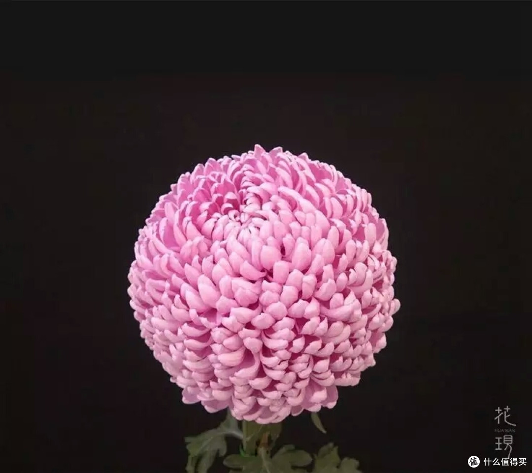 圆圆惹人爱的乒乓菊DIY发饰