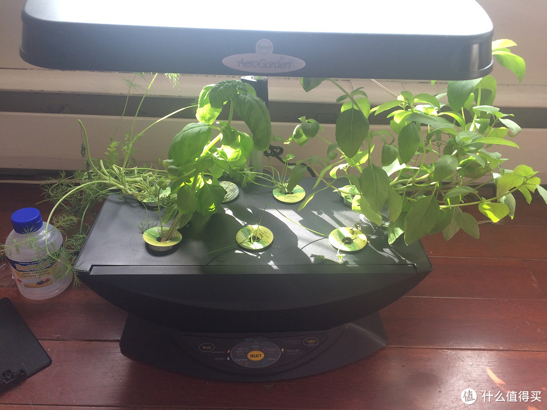 Aerogarden 7 Pod Led Indoor Garden 室内花园种植小记 园艺用品 什么值得买