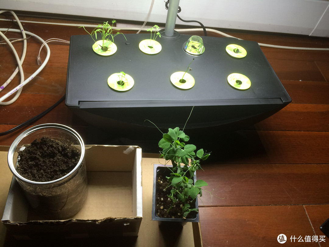 AeroGarden 7-Pod LED Indoor Garden 室内花园 种植小记