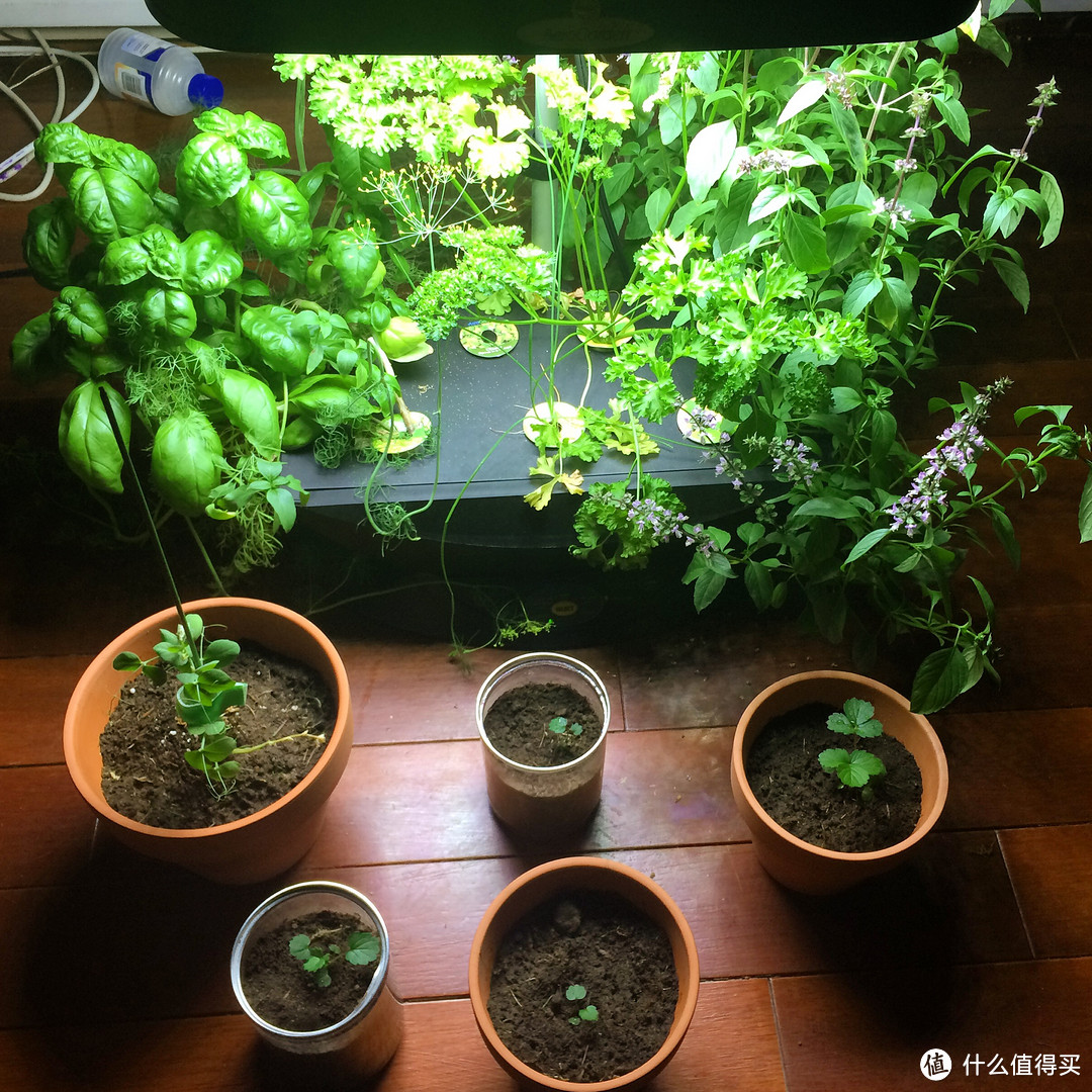 AeroGarden 7-Pod LED Indoor Garden 室内花园 种植小记